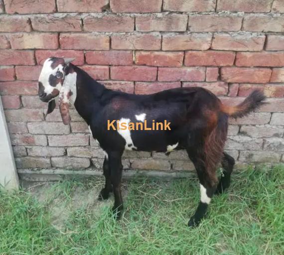 Goats/Sheeps/kids per kg 1050/ For sale 03225535125