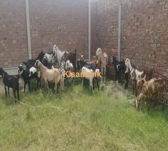 Goats/Sheeps/kids per kg 1050/ For sale 03225535125