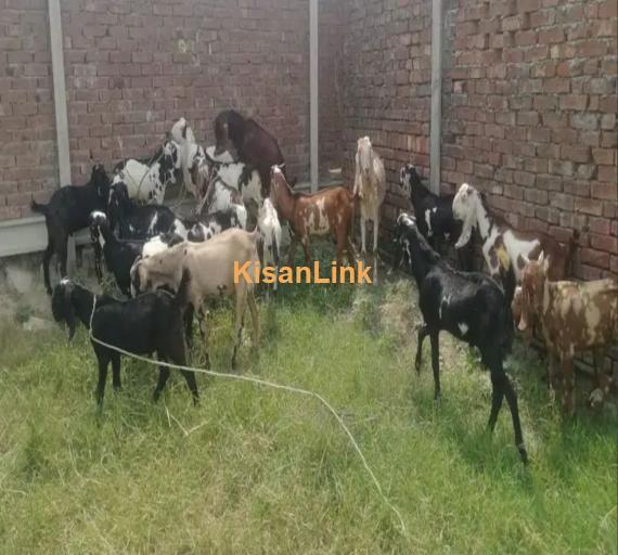 Goats/Sheeps/kids per kg 1050/ For sale 03225535125