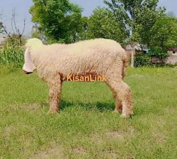 sheep / kejili sheep / Goat for sale)