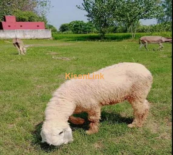 sheep / kejili sheep / Goat for sale)