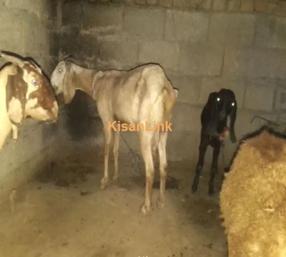 Bakri and sheep for Sale