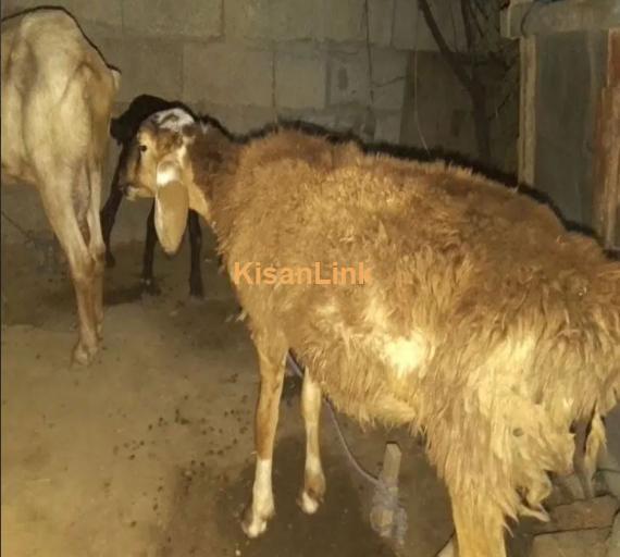 Bakri and sheep for Sale