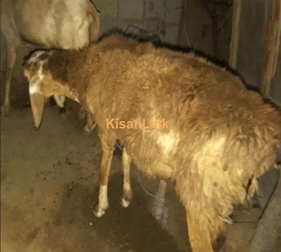 Bakri and sheep for Sale