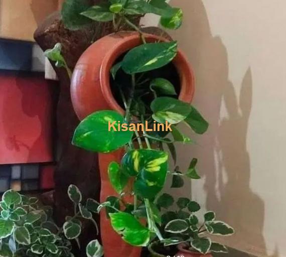 Al-Haider Nursery Indoor plansts Garden Decoration gardening metrail