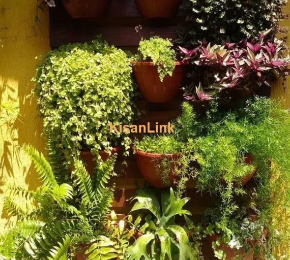 Al-Haider Nursery Indoor plansts Garden Decoration gardening metrail