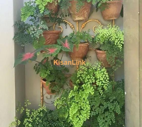 Al-Haider Nursery Indoor plansts Garden Decoration gardening metrail