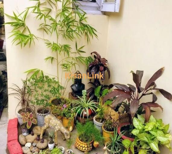 Al-Haider Nursery Indoor plansts Garden Decoration gardening metrail