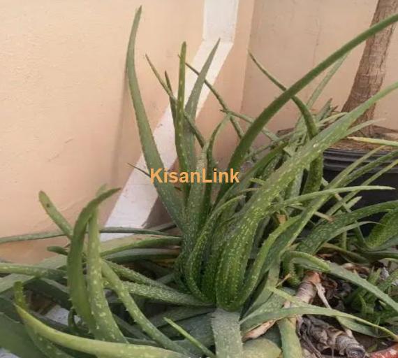 Aloe Vera Plants for sale