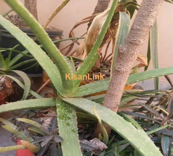 Aloe Vera Plants for sale