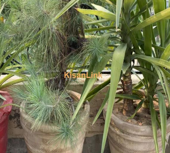 Evergreen plants for sale. For contact 03325193626
