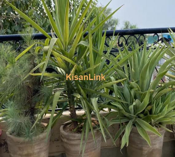 Evergreen plants for sale. For contact 03325193626