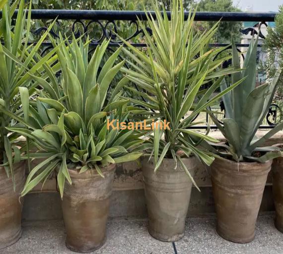 Evergreen plants for sale. For contact 03325193626