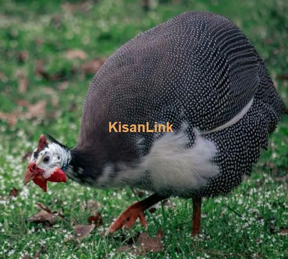 best guineafowl