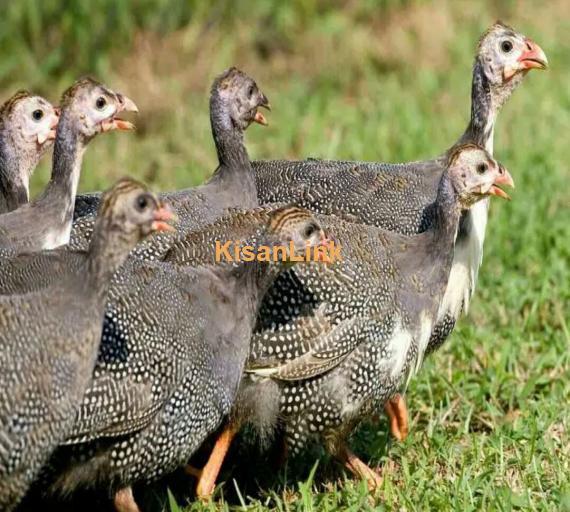 best guineafowl