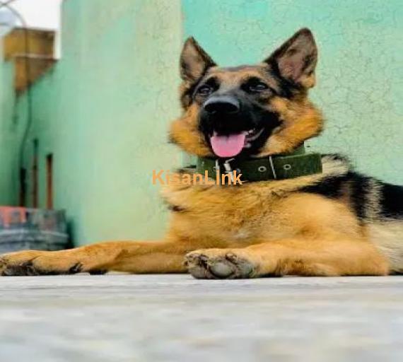 German shepherd female for sale