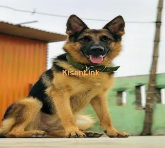 German shepherd female for sale