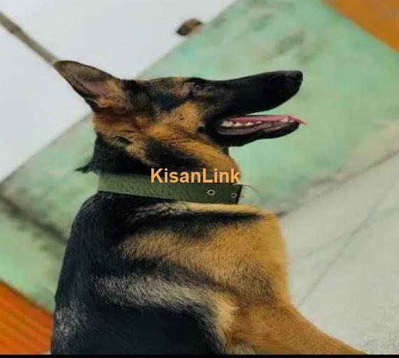 German shepherd female for sale