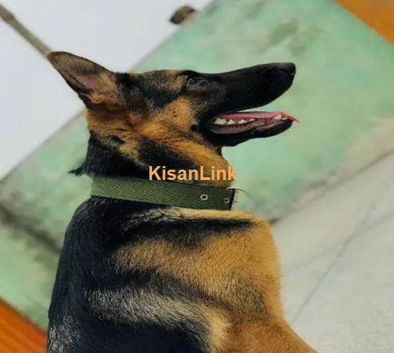 German shepherd female for sale