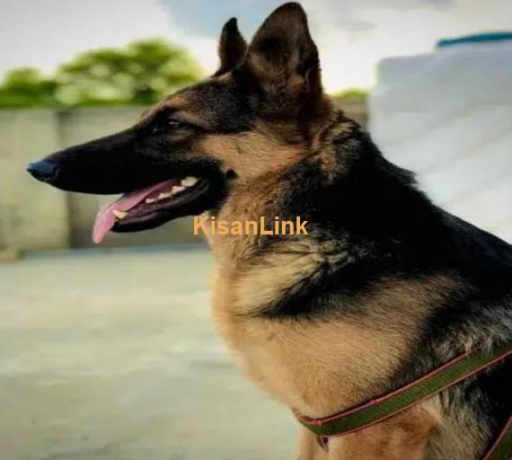 German shepherd female for sale