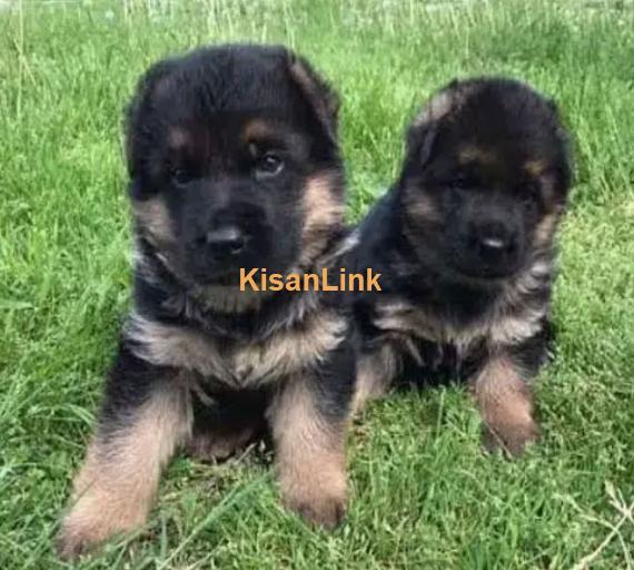 Germanshepherd /Puppies/ Babies Available 03275590740