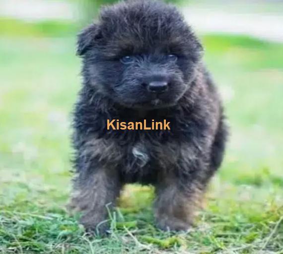 Germanshepherd /Puppies/ Babies Available 03275590740