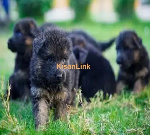 Germanshepherd /Puppies/ Babies Available 03275590740