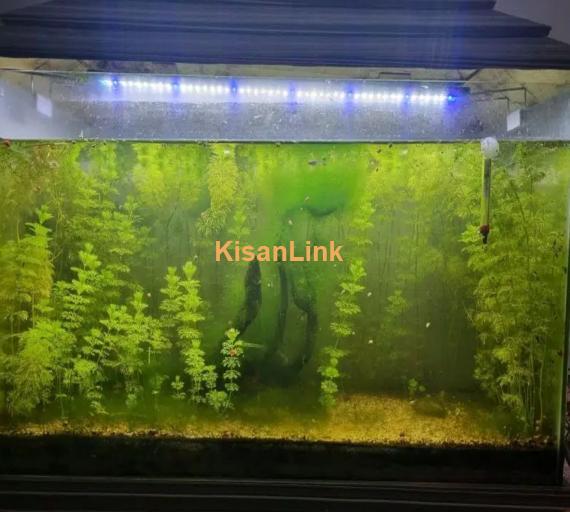 planted aquarium for sale healthy plant 3 fish be Hai