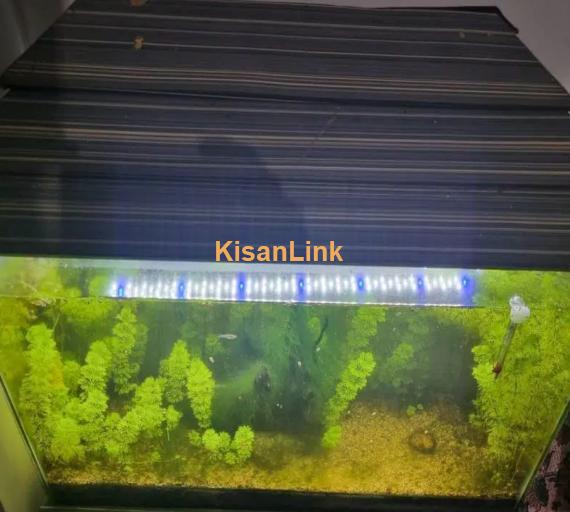 planted aquarium for sale healthy plant 3 fish be Hai