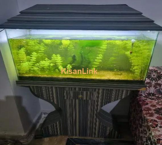 planted aquarium for sale healthy plant 3 fish be Hai