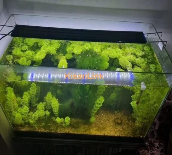 planted aquarium for sale healthy plant 3 fish be Hai