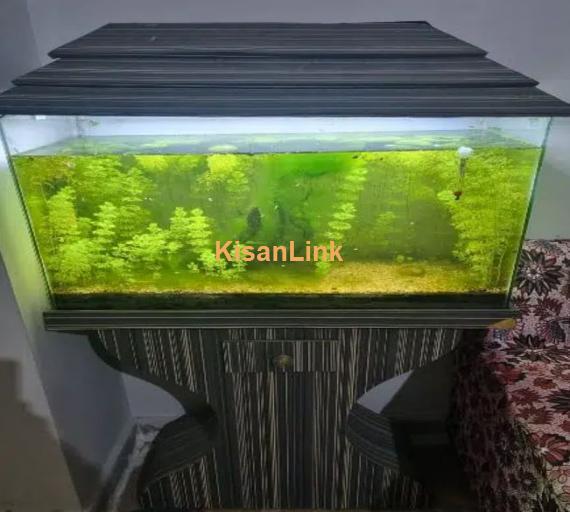 planted aquarium for sale healthy plant 3 fish be Hai