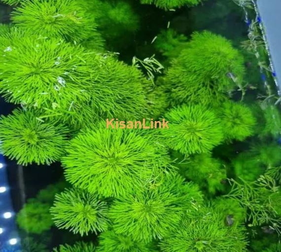 planted aquarium for sale healthy plant 3 fish be Hai