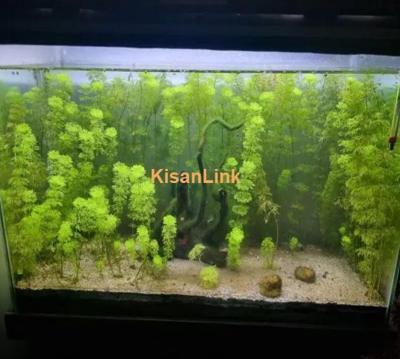 planted aquarium for sale healthy plant 3 fish be Hai