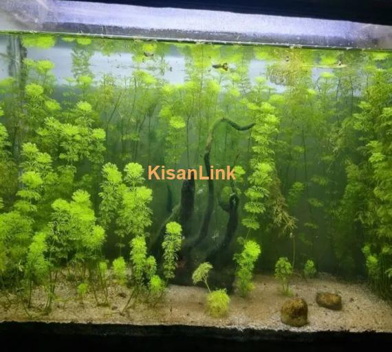 planted aquarium for sale healthy plant 3 fish be Hai