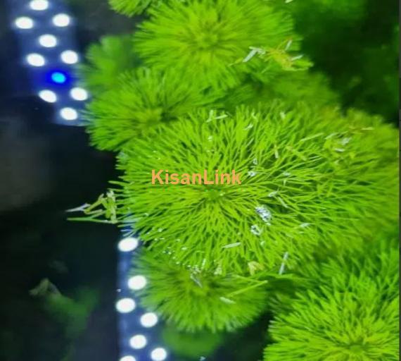 planted aquarium for sale healthy plant 3 fish be Hai