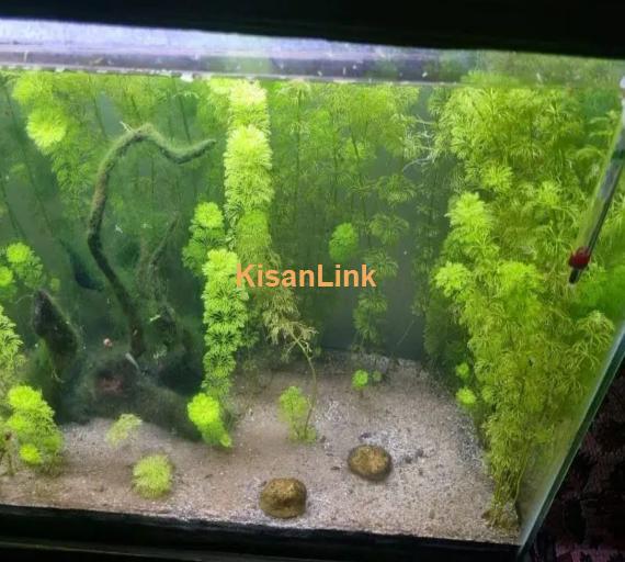 planted aquarium for sale healthy plant 3 fish be Hai