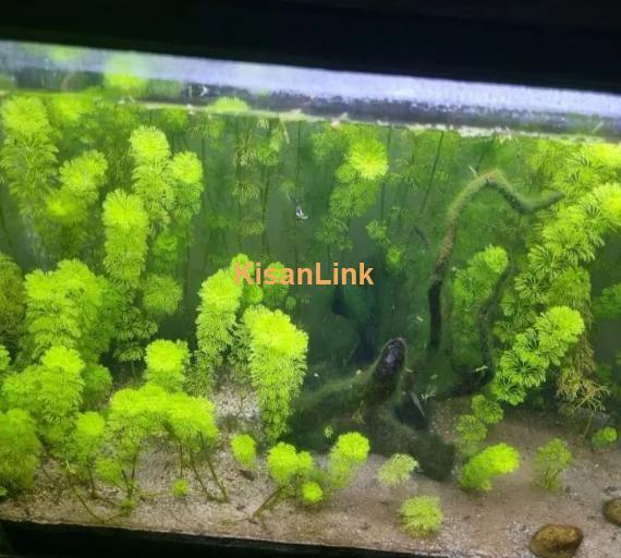 planted aquarium for sale healthy plant 3 fish be Hai