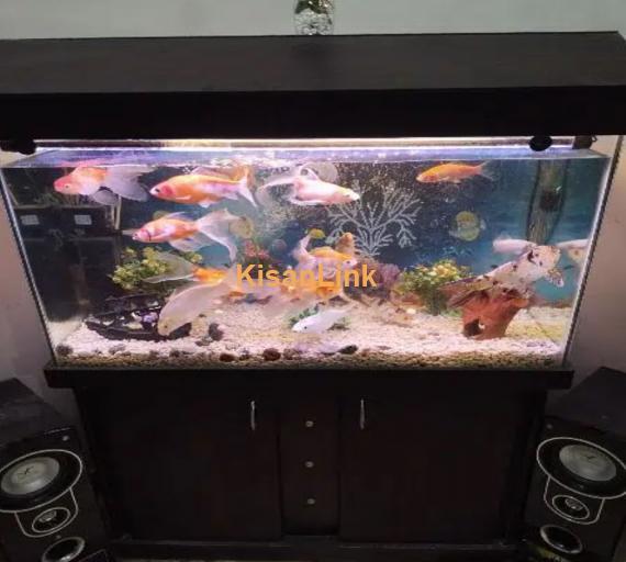 Fish Aquarium 2 X 3ft Complete Setup