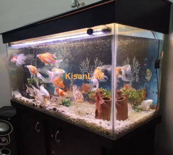 Fish Aquarium 2 X 3ft Complete Setup