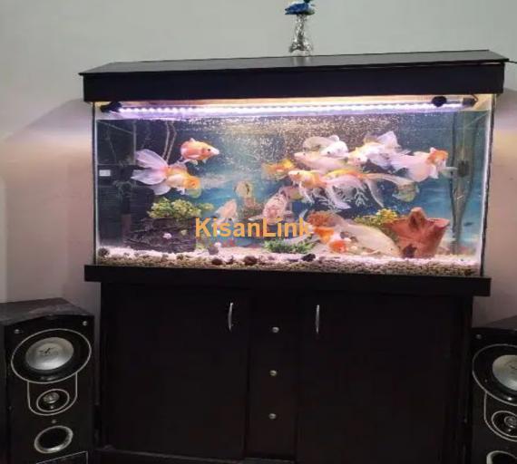 Fish Aquarium 2 X 3ft Complete Setup