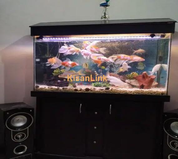 Fish Aquarium 2 X 3ft Complete Setup