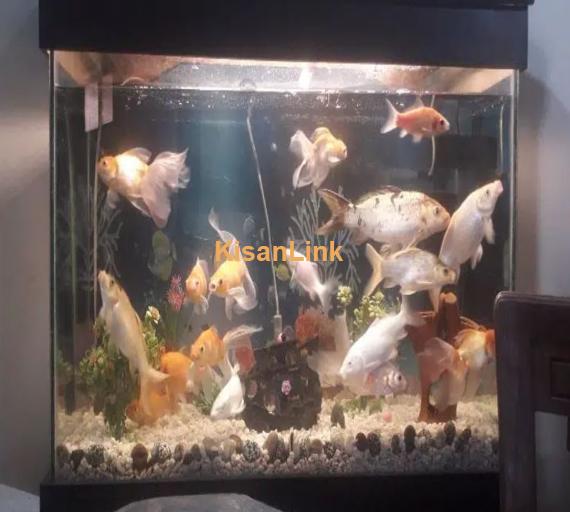 Fish Aquarium 2 X 3ft Complete Setup