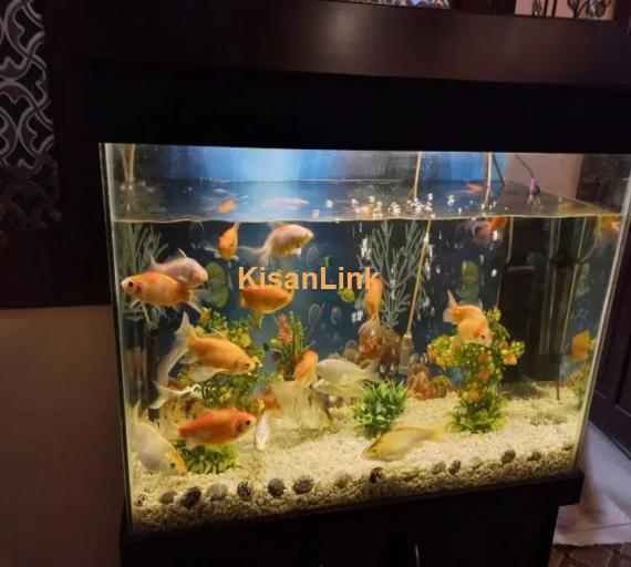 Fish Aquarium 2 X 3ft Complete Setup