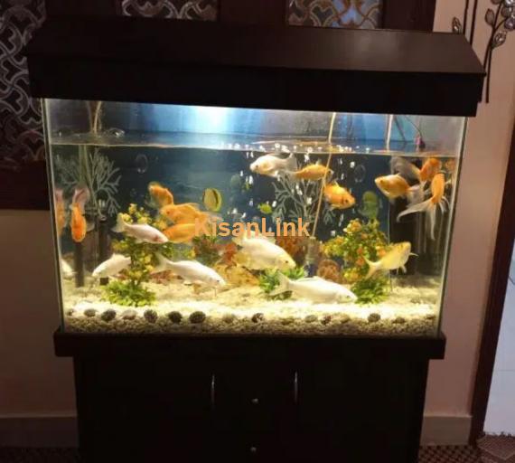 Fish Aquarium 2 X 3ft Complete Setup