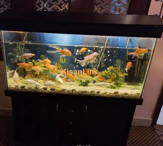 Fish Aquarium 2 X 3ft Complete Setup