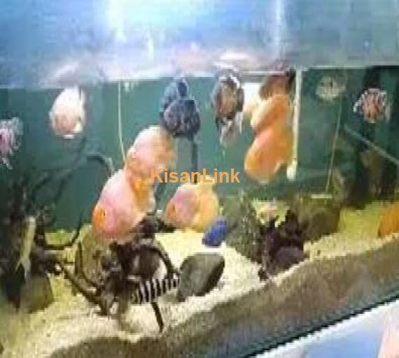 different fishes in different size & 5ft & 4ft setup for sale