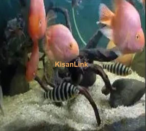 different fishes in different size & 5ft & 4ft setup for sale