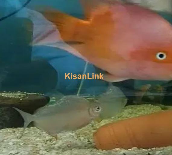 different fishes in different size & 5ft & 4ft setup for sale