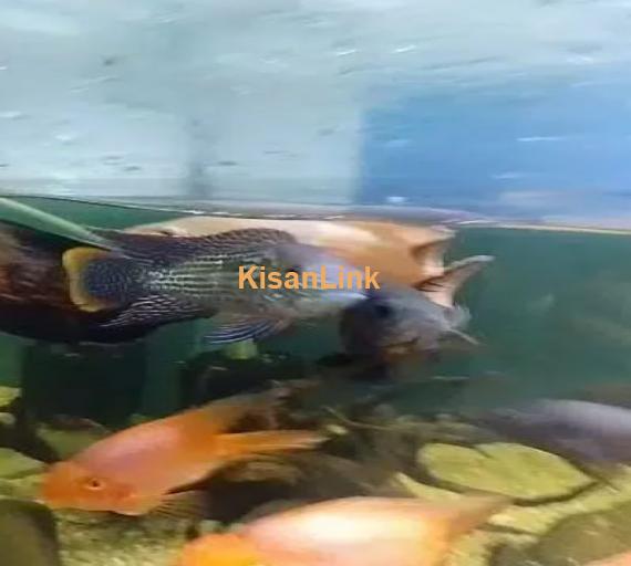 different fishes in different size & 5ft & 4ft setup for sale